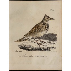 1830 - Cochevis huppé 
