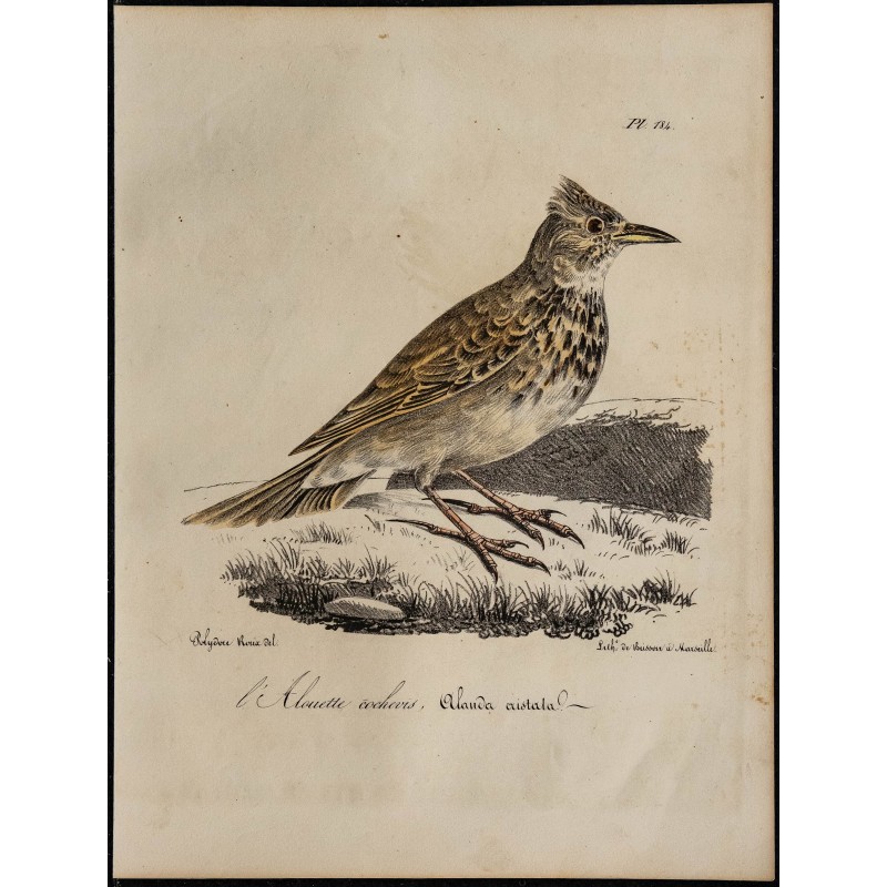 1830 - Cochevis huppé 1830 - Cochevis huppé