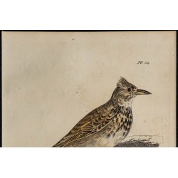 1830 - Cochevis huppé 