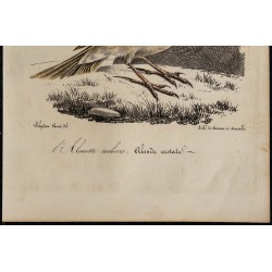 1830 - Cochevis huppé 