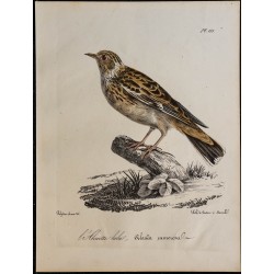 1830 - Alouette lulu 