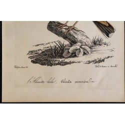 1830 - Alouette lulu 