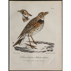 1830 - Alouette calandre 