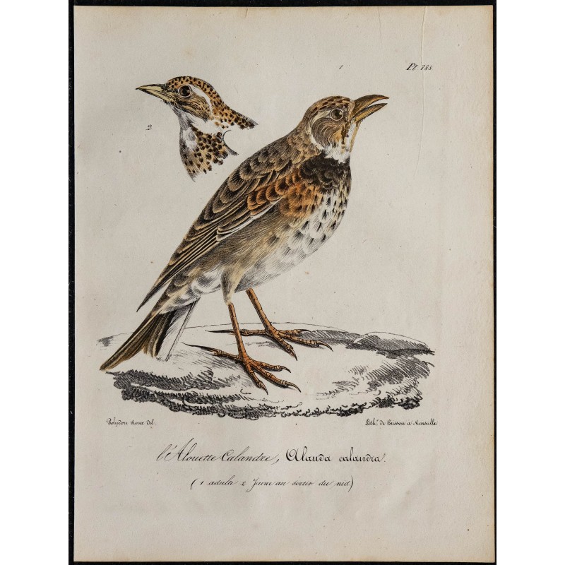 1830 - Alouette calandre 1830 - Alouette calandre
