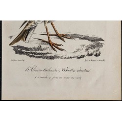 1830 - Alouette calandre 