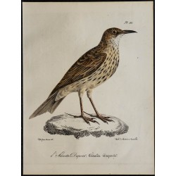 1830 - Sirli de Dupont 