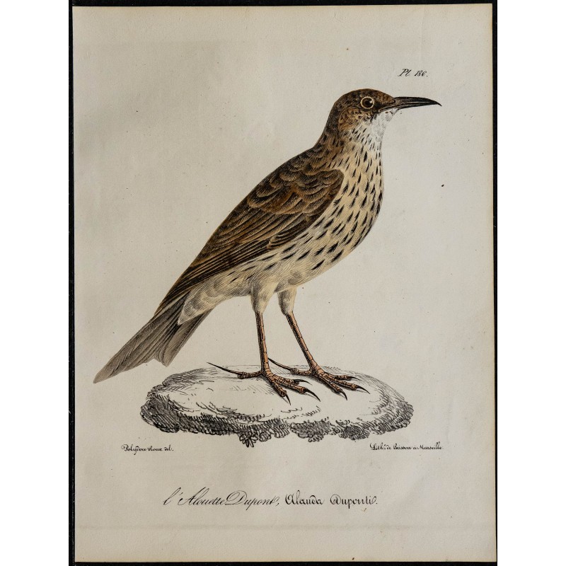 1830 - Sirli de Dupont 1830 - Sirli de Dupont