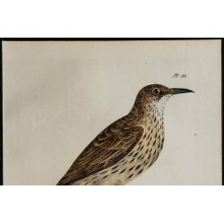1830 - Sirli de Dupont 