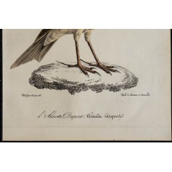 1830 - Sirli de Dupont 
