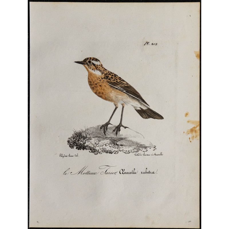 1830 - Tarier des prés 1830 - Tarier des prés