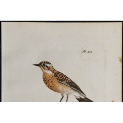 1830 - Tarier des prés 