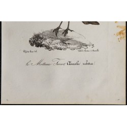 1830 - Tarier des prés 