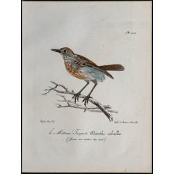 1830 - Tarier pâtre 