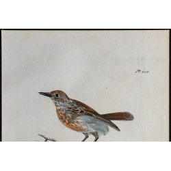 1830 - Tarier pâtre 
