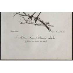 1830 - Tarier pâtre 