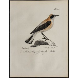 1830 - Traquet oreillard 