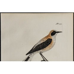 1830 - Traquet oreillard 