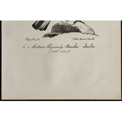 1830 - Traquet oreillard 