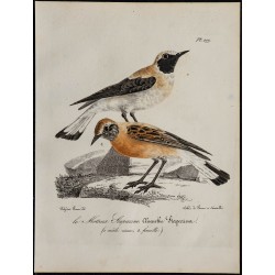 1830 - Traquet oreillard 