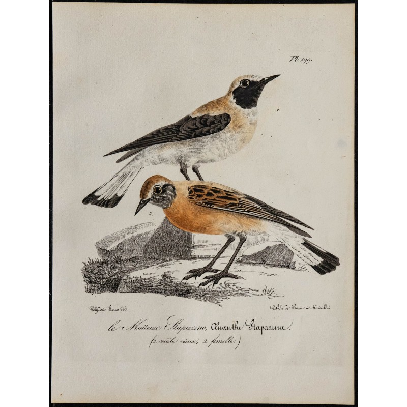 1830 - Traquet oreillard 1830 - Traquet oreillard