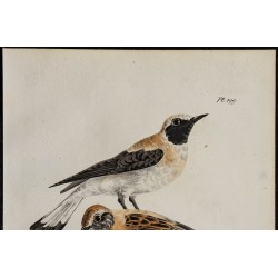 1830 - Traquet oreillard 
