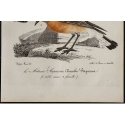 1830 - Traquet oreillard 