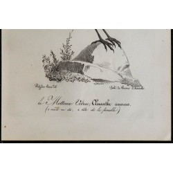1830 - Traquet motteux 