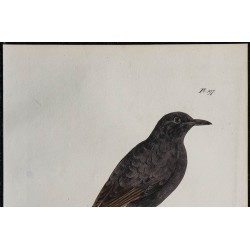 1830 - Traquet rieur 