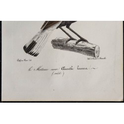 1830 - Traquet rieur 