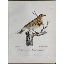 1830 - Pipit des arbres 
