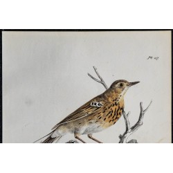 1830 - Pipit des arbres 