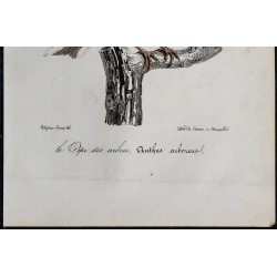 1830 - Pipit des arbres 
