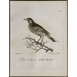 1830 - Pipit farlouse 