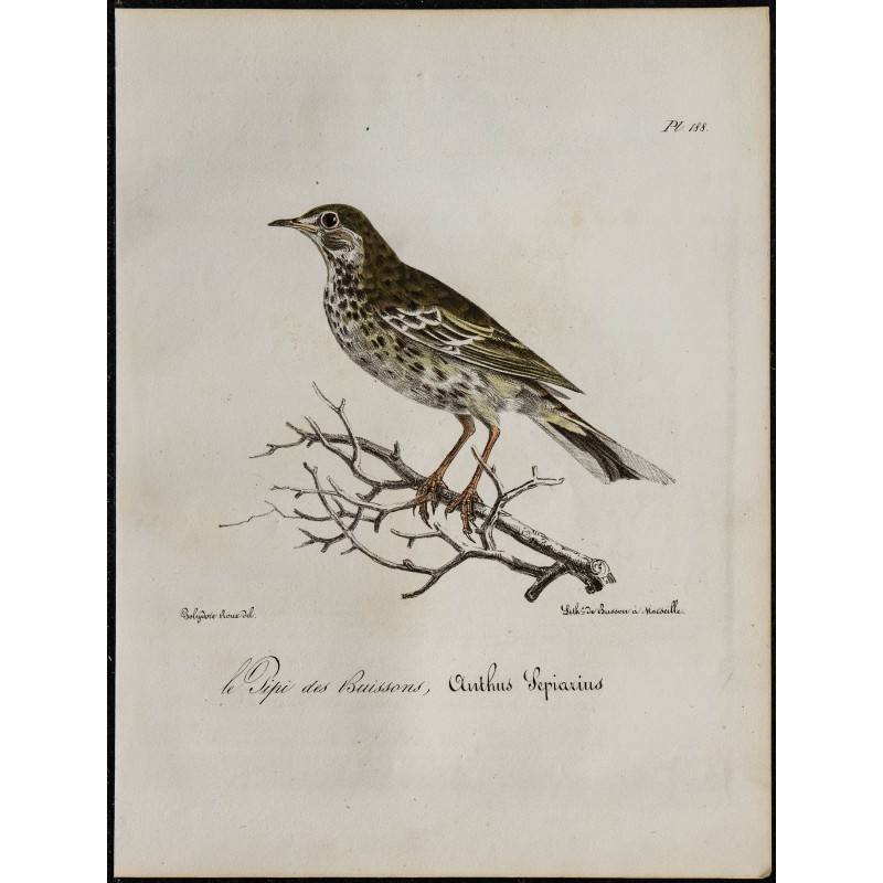 1830 - Pipit farlouse 1830 - Pipit farlouse