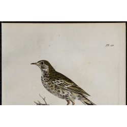 1830 - Pipit farlouse 