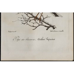 1830 - Pipit farlouse 