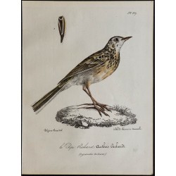 1830 - Pipit de Richard 