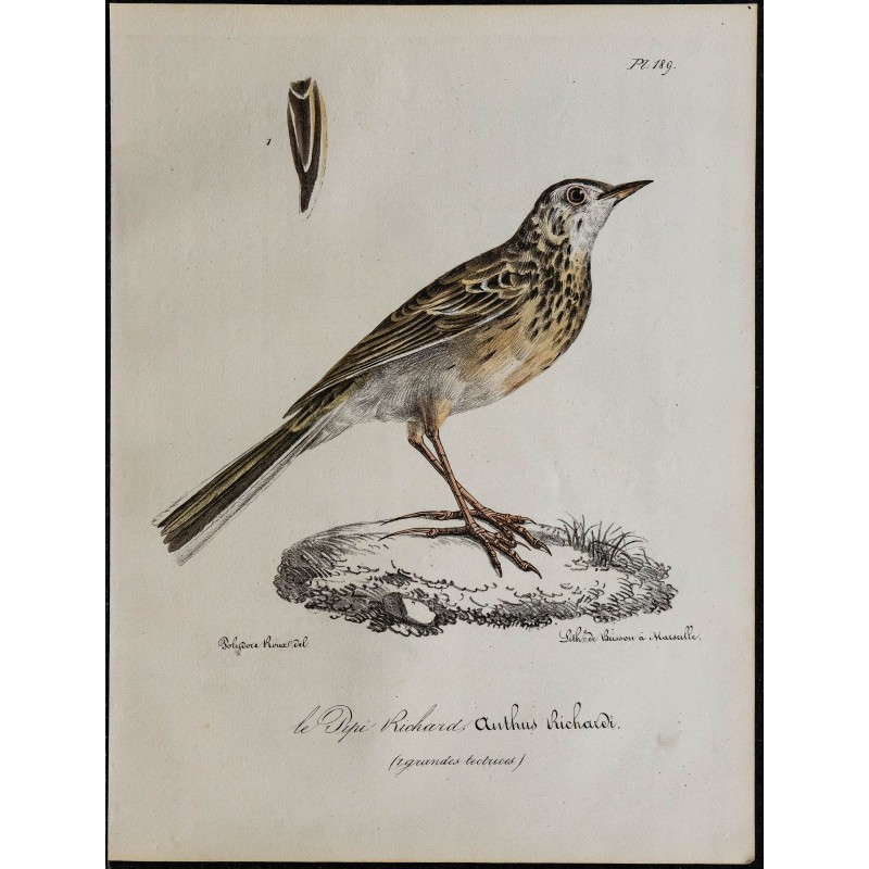 1830 - Pipit de Richard 1830 - Pipit de Richard