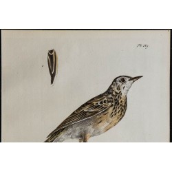 1830 - Pipit de Richard 
