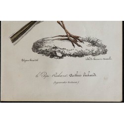1830 - Pipit de Richard 