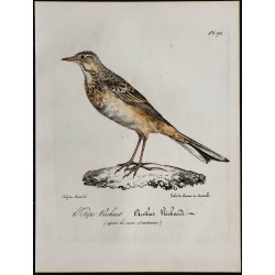 1830 - Pipit de Richard 