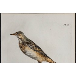 1830 - Pipit de Richard 