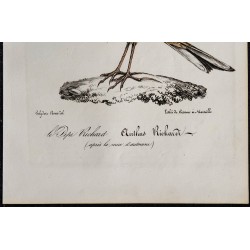 1830 - Pipit de Richard 