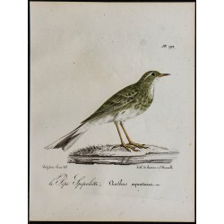 1830 - Pipit spioncelle 