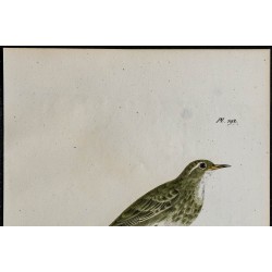 1830 - Pipit spioncelle 