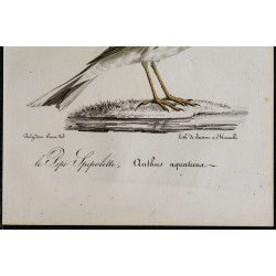 1830 - Pipit spioncelle 