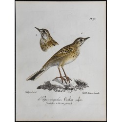 1830 - Pipit rousseline (Anthus campestris) 