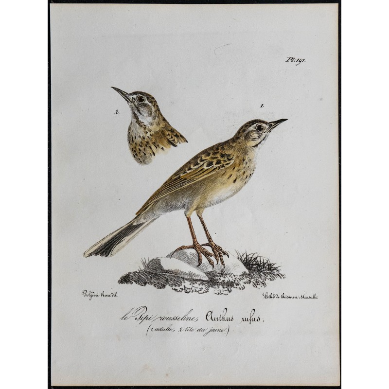 1830 - Pipit rousseline (Anthus campestris) 