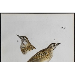 1830 - Pipit rousseline (Anthus campestris) 