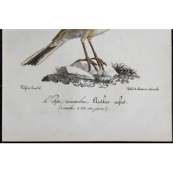 1830 - Pipit rousseline (Anthus campestris) 